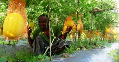 হলুদ কিন্তু ভেতরে লাল তরমুজ